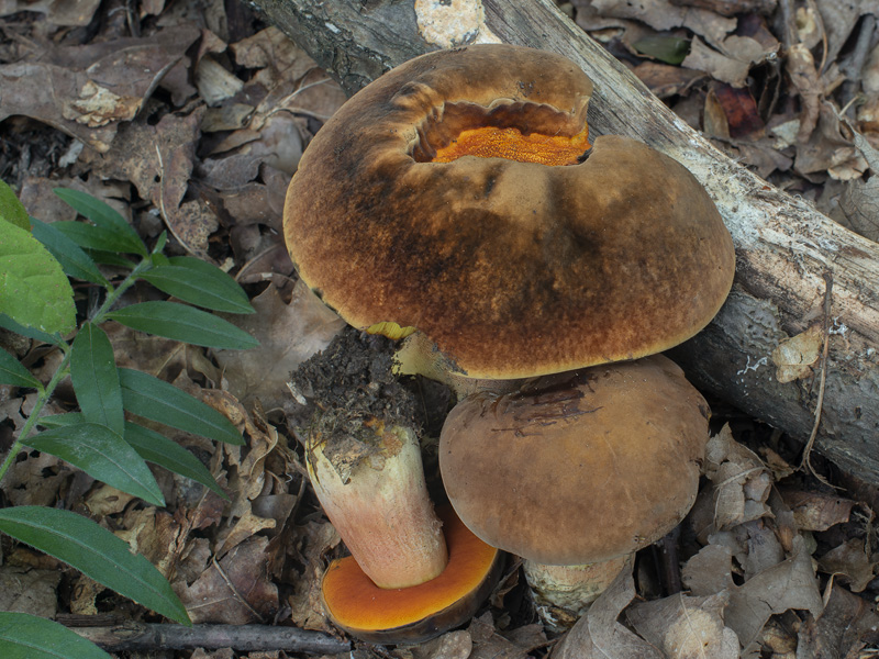 Boletus xanthopus